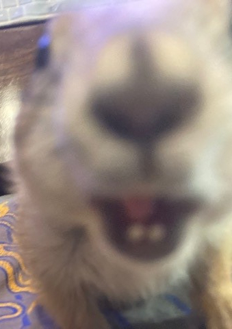 Martha + Squirrel + Theo + Max&nbsp;post