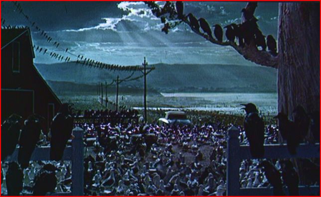 Birds - closing shot