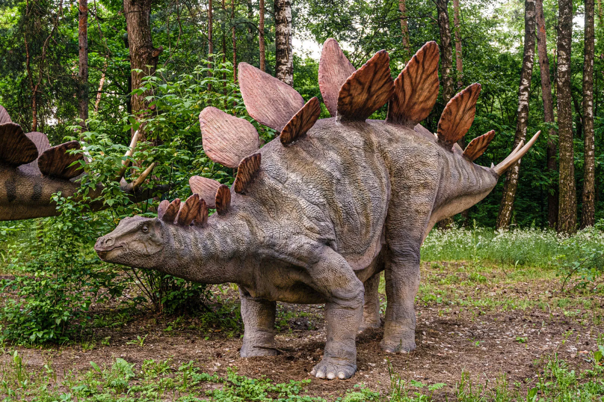 The Stegosaurus