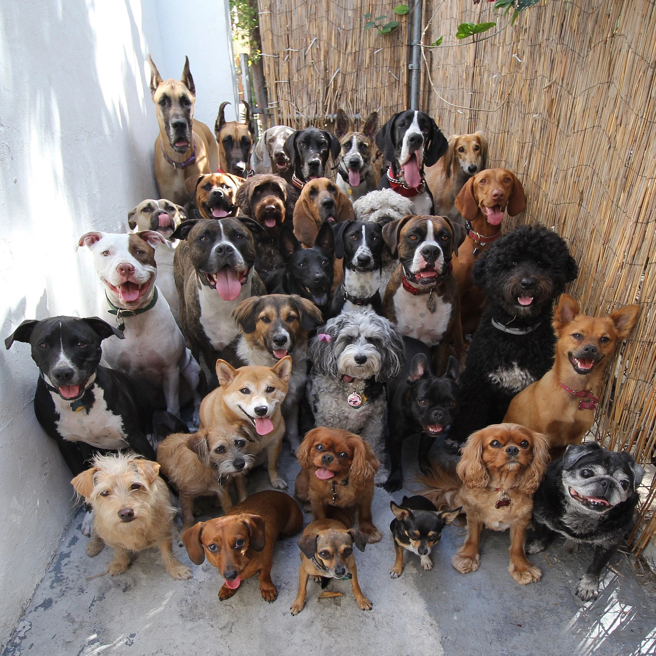 A Dog's Life… songs about dogs – PowerPop… An Eclectic Collection